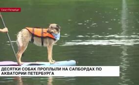 Десятки собак проплыли на сапбордах по акватории Петербурга