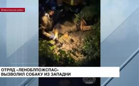 Пожарные Леноблпожспаса помогли кавказской овчарке выбраться из ловушки