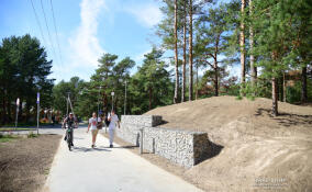 В парке Соснового Бора «Приморский» укрепили дюну