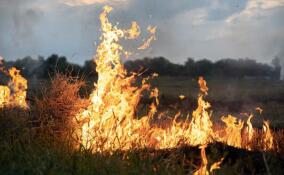 На землях лесфонда Ленобласти ликвидировали 130 пожаров на площади 99,89 га