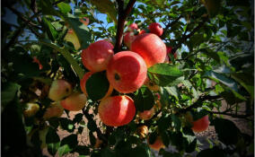 Щедрый Яблочный Спас: в Ленобласти собрали первые 18 тонн яблок нового урожая