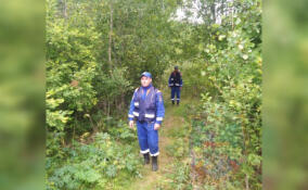 Две женщины заплутали в лесу около СНТ в Лодейнопольском районе