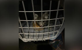 Надрывно пищал: застрявшего на балконе котенка спасли в Новой Ладоге