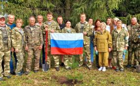 В День флага России в Ленобласти высадили 5,4 га леса