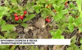 Брусника созрела в лесах Ленинградской области