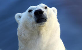 Из Петербурга на Медвежьи острова отправится экспедиция по изучению белых медведей