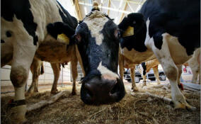 Ленобласть занимает первое место в России по молочной продуктивности коров