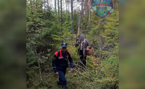 Спасатели вывели из леса в районе деревни Хвалово заплутавшего грибника