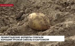 Ленинградские фермеры собрали хороший урожай свеклы и картофеля