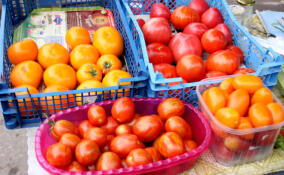 В Ленобласти будут производить больше томатов, яиц и зерна