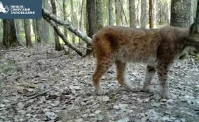 Грациозная рысь оказалась в фотоловушке в Нижне-Свирском заповеднике