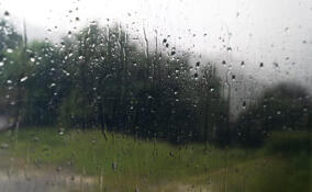 Прохладную и дождливую погоду пообещали жителям Ленобласти 1 сентября