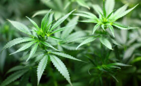 У наркодилера из Выборгского района изъяли 5 кустов марихуаны и 9 упаковок с готовым запрещенным веществом