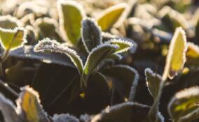 Первые осенние заморозки ожидаются в Ленобласти в ближайшие дни