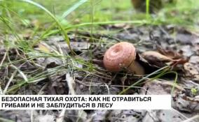 Безопасная тихая охота: как не отравиться грибами и не заблудиться в лесу