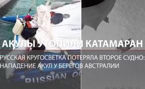Акулы утопили катамаран: экспедицию из России спасли в Тихом океане