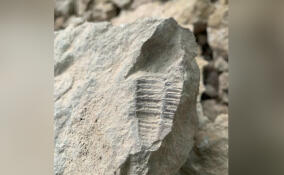 В Ленобласти нашли следы древних организмов — трилобитов и брахиопод