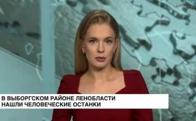 Человеческие останки нашли в лесу у озера Затишье в Выборгском районе Ленобласти