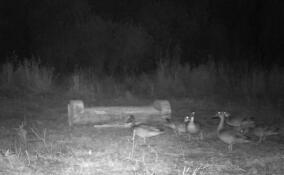 Хищная природа в трех фото: фотоловушка запечатлела, как рысь съела семью уток в Ленобласти