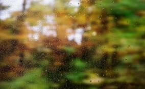Дожди и грозы: синоптики рассказали о погоде в Ленобласти 13 сентября