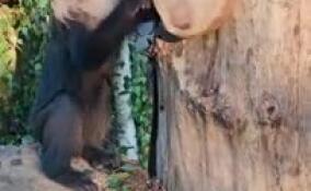 Ленинградский зоопарк поделился забавным видео с детенышем львинохвостых макак Леонсом