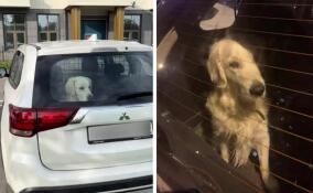 Четыре года жизни в багажнике: жительница Петербурга поселила собаку в машину вместо будки