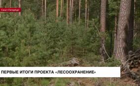 В Петербурге обсудили промежуточные итоги проекта «Лесоохранение»