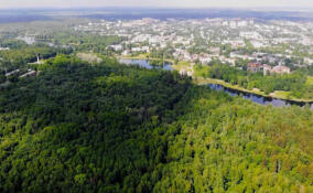 Эксперты оценили состояние около трех тысяч деревьев в Приоратском парке