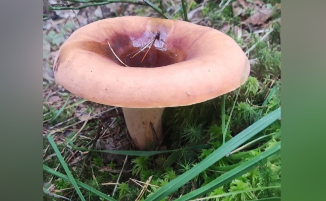 В Нижне-Свирском заповеднике обнаружили редкие виды грибов