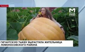 Гигантскую тыкву весом 160 кг вырастила жительница Ломоносовского района