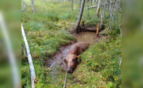 В Ленинградской области спасатели вытащили из болота буренку