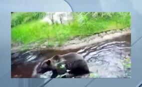 Медведь устроил в Нижне-Свирском заповеднике водные процедуры