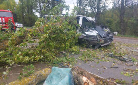 Водитель иномарки погиб после столкновения с упавшим на дорогу деревом в Гатчинском районе