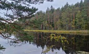 На территории памятника природы «Озеро Ястребиное» создают экологический маршрут