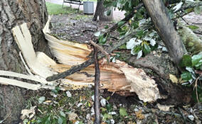 Шквалистый ветер повалил деревья в Выборге