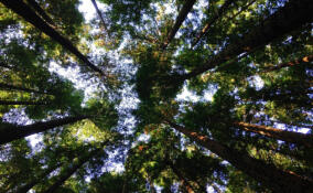 Стали известны места проведения в Ленобласти экологической акции «Всероссийский день посадки леса»