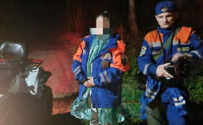 Троих женщин за вечер вывели из лесных чащ в Ленобласти