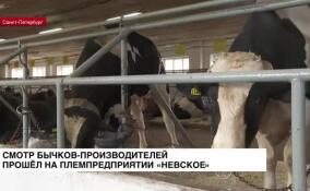 Смотр бычков-производителей прошёл на племзаводе «Невское»