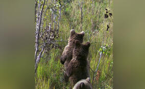 Александр Дрозденко опубликовал фото с медвежьим семейством из Кургальского заказника