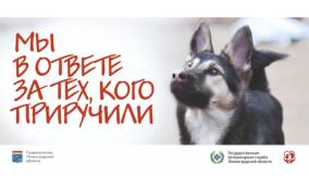 Юных жителей Ленобласти приглашают поучаствовать в конкурсе сценариев для мультфильма о домашних животных