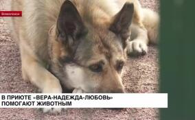В приюте «Вера-Надежда-Любовь» помогают животным