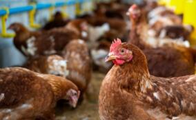 В Ленобласти во время пожара спасли более 20 куриц