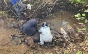 В Ленобласти при помощи трактора спасатели вытащили из канавы лошадь