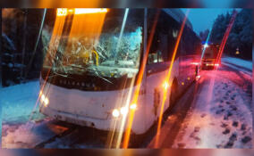 В Ленобласти на автобус с пассажирами рухнуло дерево