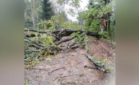 Более тысячи упавших деревьев убрали за выходные в Ленобласти