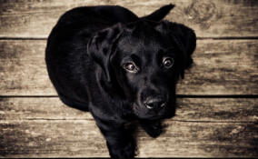 Жителям Ленобласти предлагают воспользоваться сервисом по подбору из приюта домашних животных