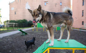 В Петербурге открываются новые тренировочные площадки для собак