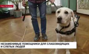 Собаки-поводыри — незаменимые помощники для слабовидящих и слепых людей