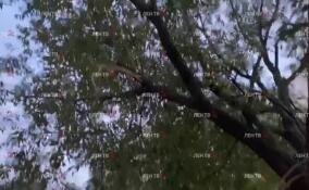 В Петербурге сильный ветер гнет деревья и ломает ветки