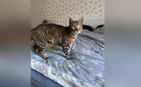 Кота по кличке Марс спасли из горящей квартиры в Ленобласти